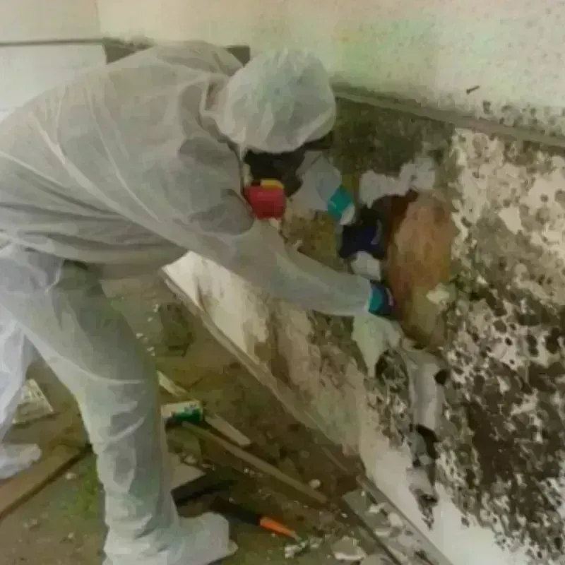 Mold Remediation and Removal in Sunnyside, GA